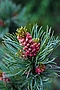 Pinus parviflora Tempelhof IMG_4939 Sosna drobnokwiatowa